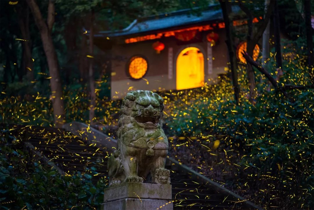 南京有个灵谷寺,每年的7,8月份,这里的萤火虫很美!