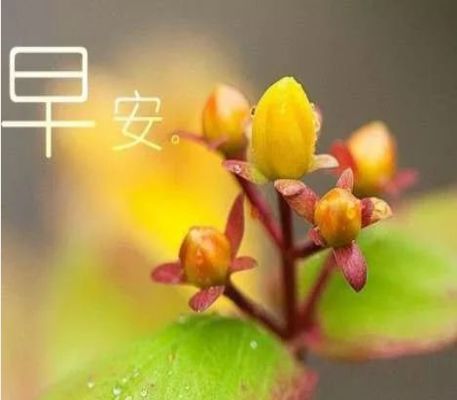 4,人生,因朋友而美好,朋友:因知心而幸福,好友,感恩有你.早安!