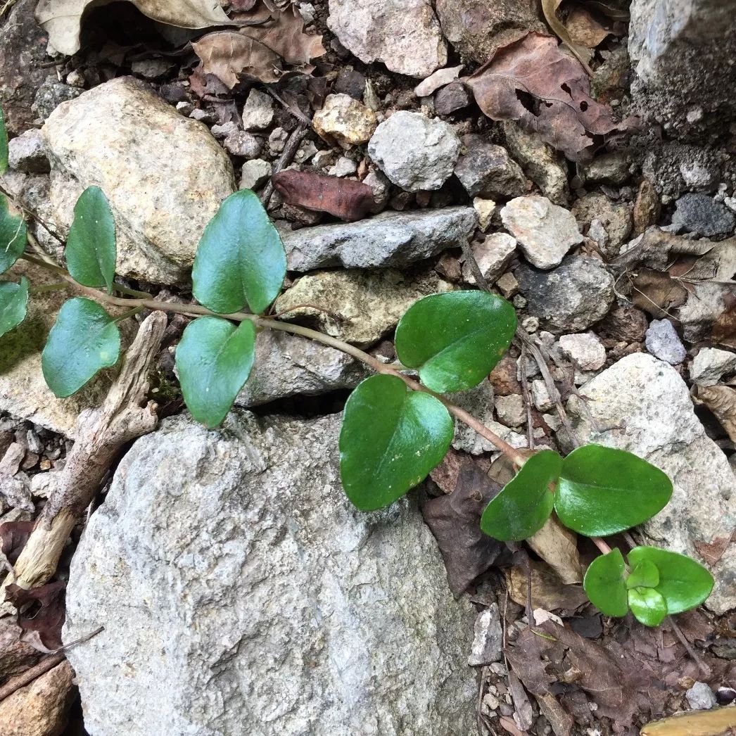 小花 琉璃草