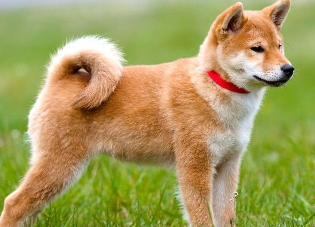 名狗排行_这10只世界名狗智商排名竟然火了