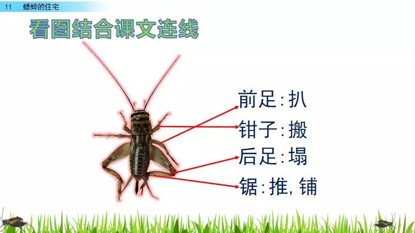部编版四年级上册语文第11课蟋蟀的住宅图文讲解