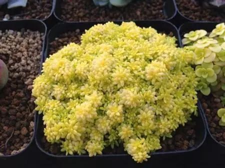 如何种植黄金草 0f088f7957344f59a5a02caea16fe663.jpeg