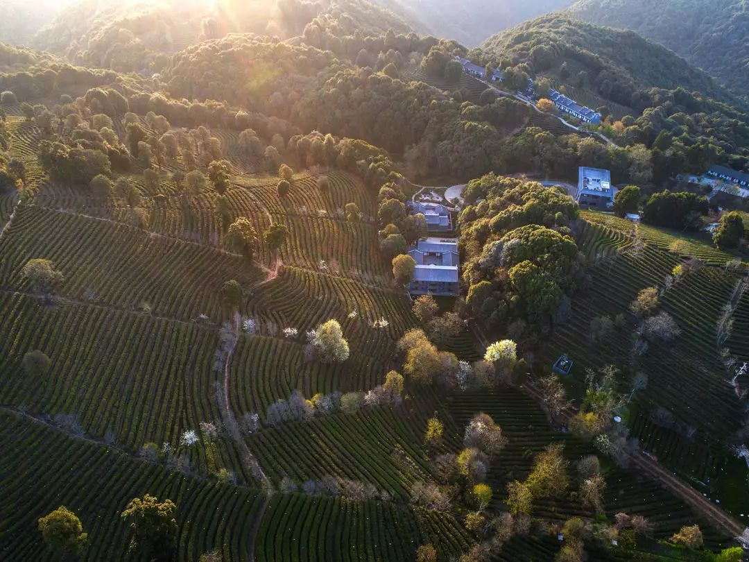 更多云茶山庄美景 就在翠湖影廊"云茶印象"摄影展