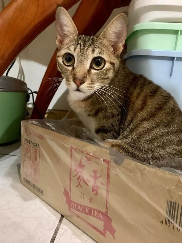 孙子出生后,朋友劝奶奶把猫送走,结果……老人霸气回复了这三个字!