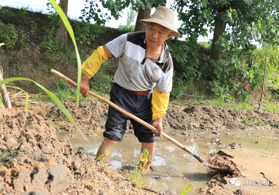 【高温下的劳动者】致敬!麻城大地上挥汗如雨的农民