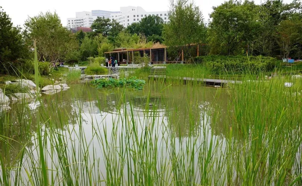 旅游资讯乐开花北京首个家门口的湿地公园山涧小溪芦苇荷花尽享野趣