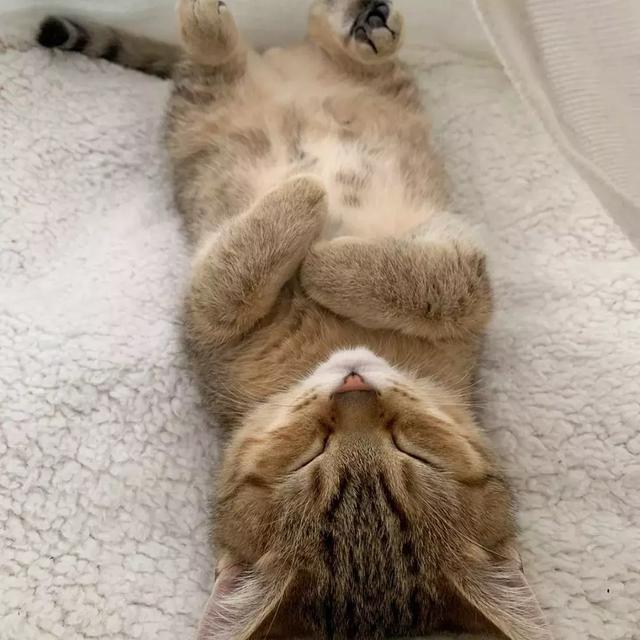 日本一小奶猫成精,睡姿萌化网友:这猫怎么比我