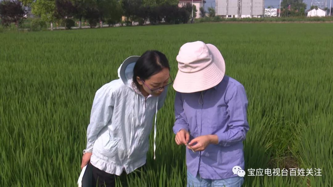 水稻拔节孕穗期病虫防治是关键