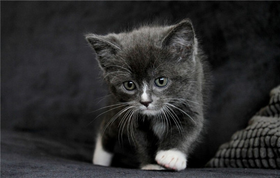 猫不爱喝水该怎么办 如何增加猫咪的饮水量