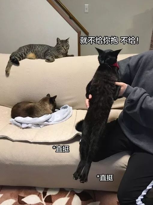网友表示自家喵,拥有实力拒绝抱抱的超强技能 金百利真人在线