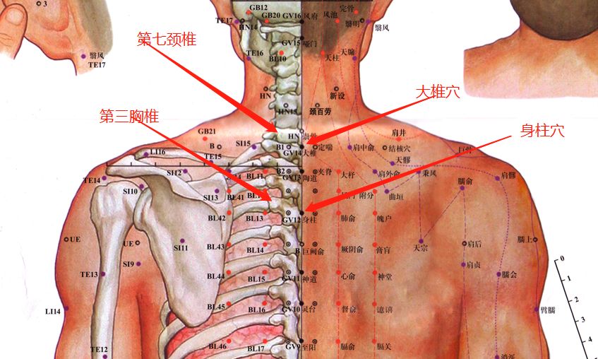 身柱穴位于我们人体后背正中线, 第三胸椎棘突下凹陷处.非常好找.