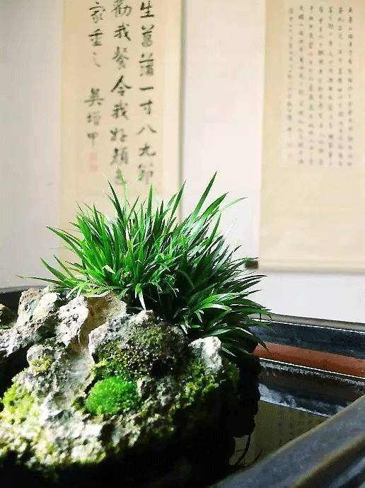 蒲子是什么植物 4021c9f6855a454db92c490471976362.jpeg