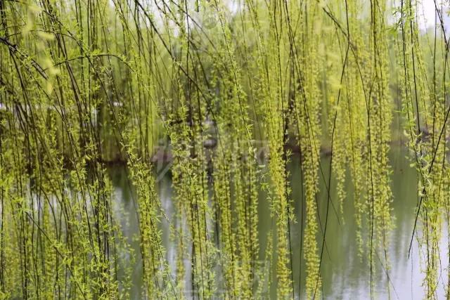 必赢平台200种常见植物教你认识（上）(图51)