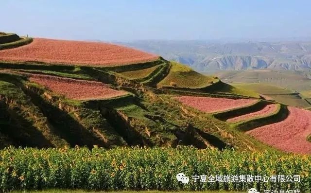 定边县荞麦种植历史悠久,土地肥沃,土壤富含钾素,日照充足,天气凉爽