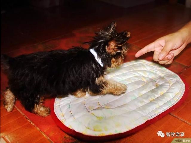 如何照顾狗狗？