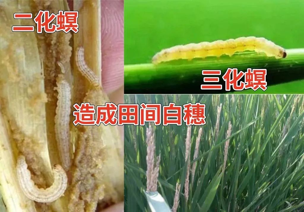二化螟和三化螟危害症状相似,都是以  幼虫钻到水稻茎秆中咬食,造成