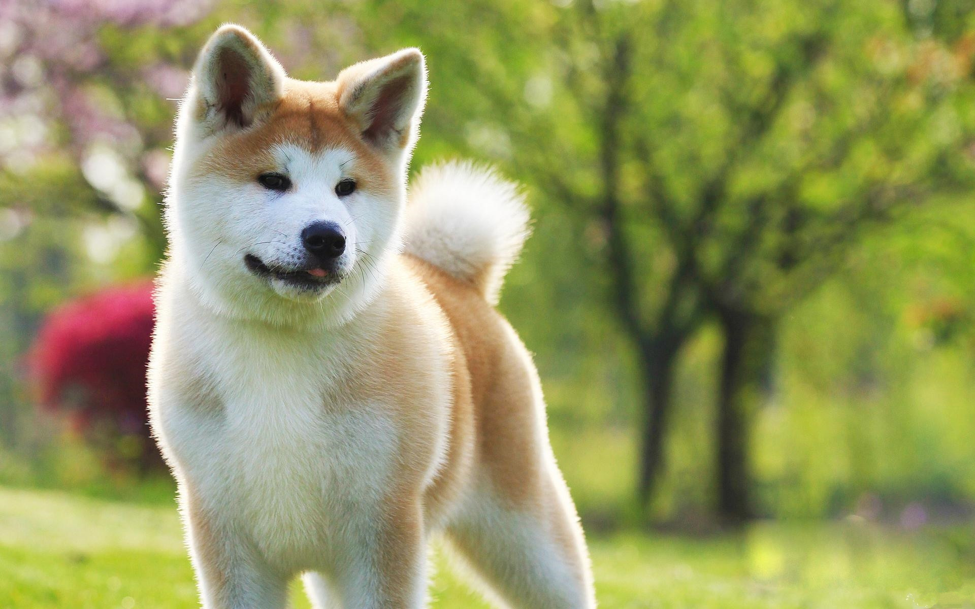 秋田犬为啥是日本第一犬 秋田犬网 提供纯种秋田犬价格 图片 犬舍等知识