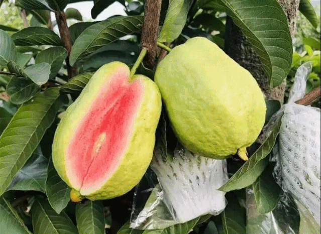 百香果,番石榴,葡萄,甘露梨.多款水果免门票约你来开摘 !