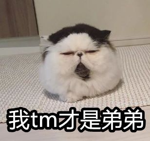 这只昏昏欲睡的猫仙人，火遍了全世界！