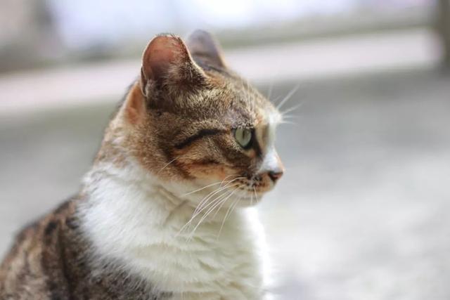 邻居院子里的小猫,刚刚从梦中醒来,睁着惺忪的睡眼在地上打滚.