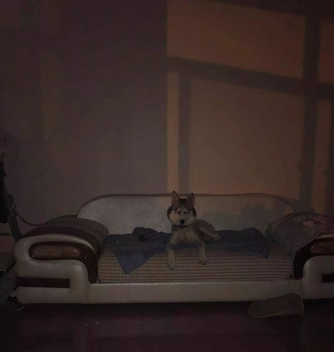 不让它乱跑乱跳,只能在屋子里待着,想让它可以老实点