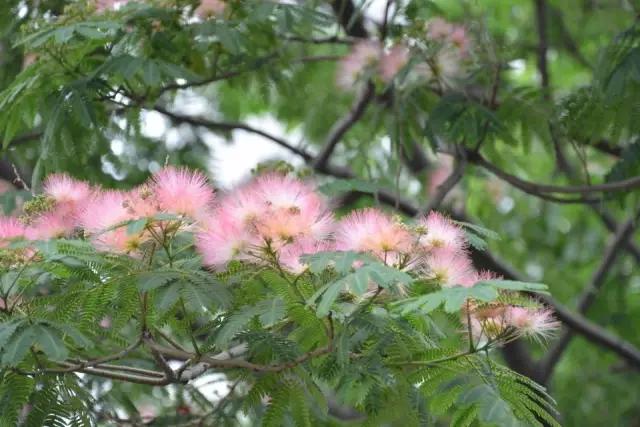 必赢平台200种常见植物教你认识（上）(图35)