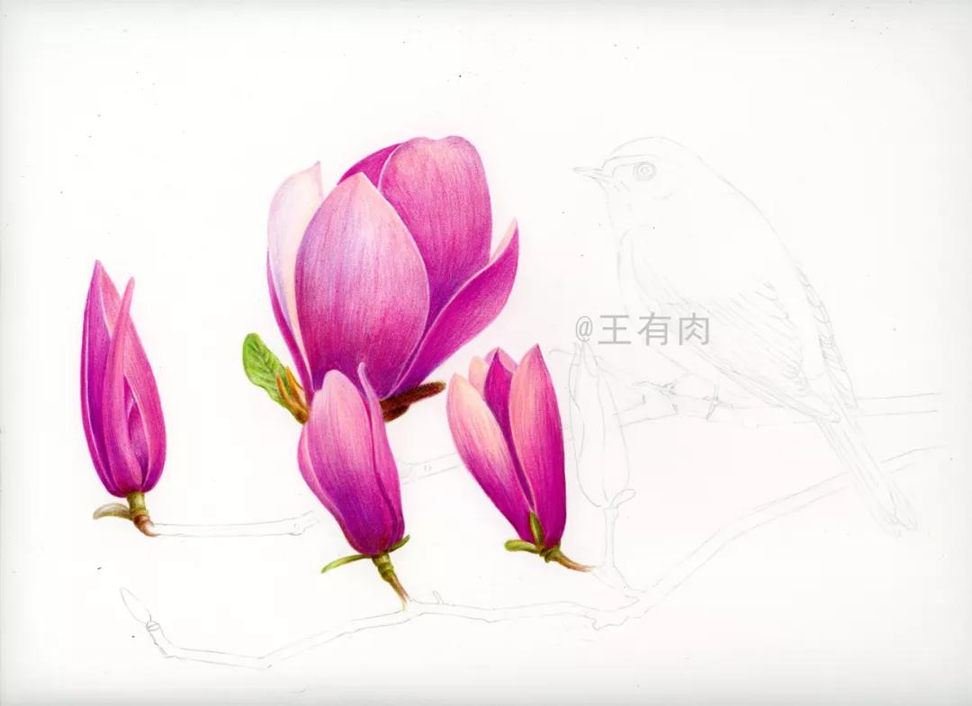 彩铅画花鸟——玉兰与鸟_二乔