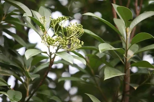 必赢平台200种常见植物教你认识（上）(图24)