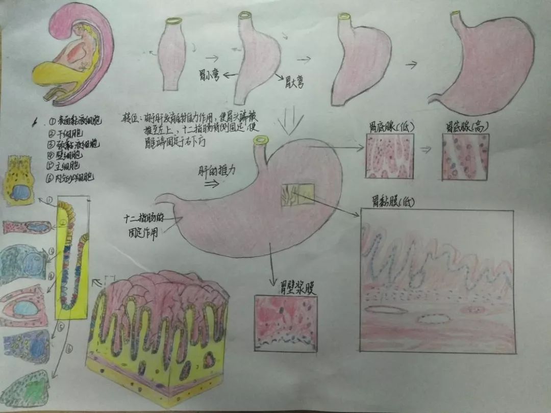 桂林医学院形态学兴趣协会病理学知识竞赛
