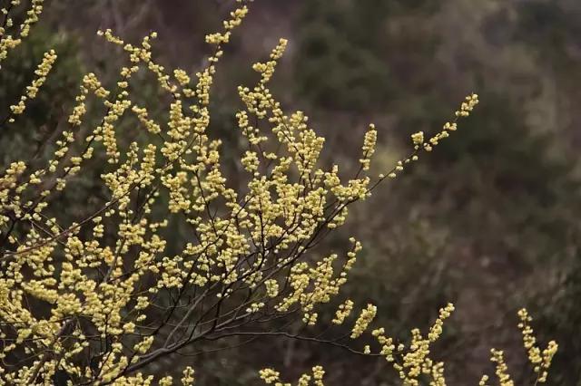 必赢平台200种常见植物教你认识（上）(图82)