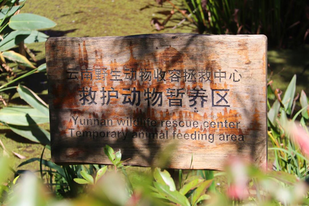 云南野生动物园温馨提示出门请看鹿