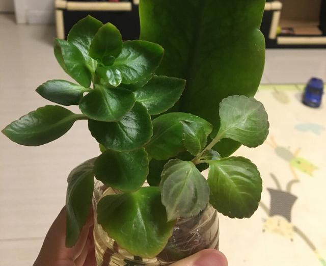 阳台上就养一棵"玻璃翠",插枝生根,全年都开花,一棵繁殖20棵!