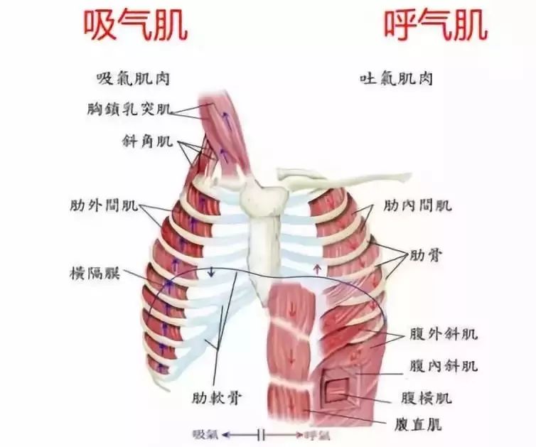 腹横肌和腹斜肌都起于肋骨上,能够把肋骨固定在正确的位置上,一旦腹肌