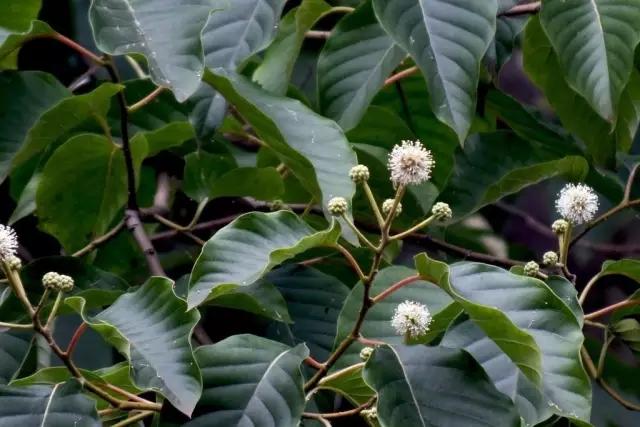 必赢平台200种常见植物教你认识（上）(图64)