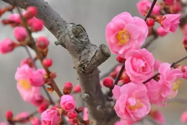 必赢平台200种常见植物教你认识（上）(图83)