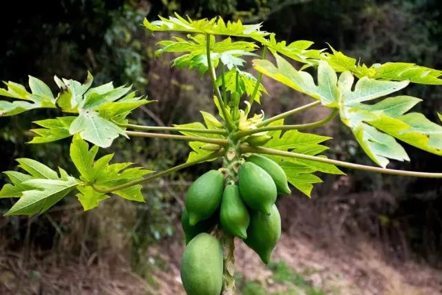 必赢平台200种常见植物教你认识（上）(图18)