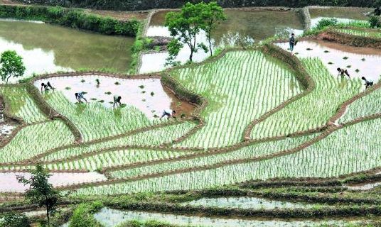 灌阳有多少人口_灌阳油茶(2)