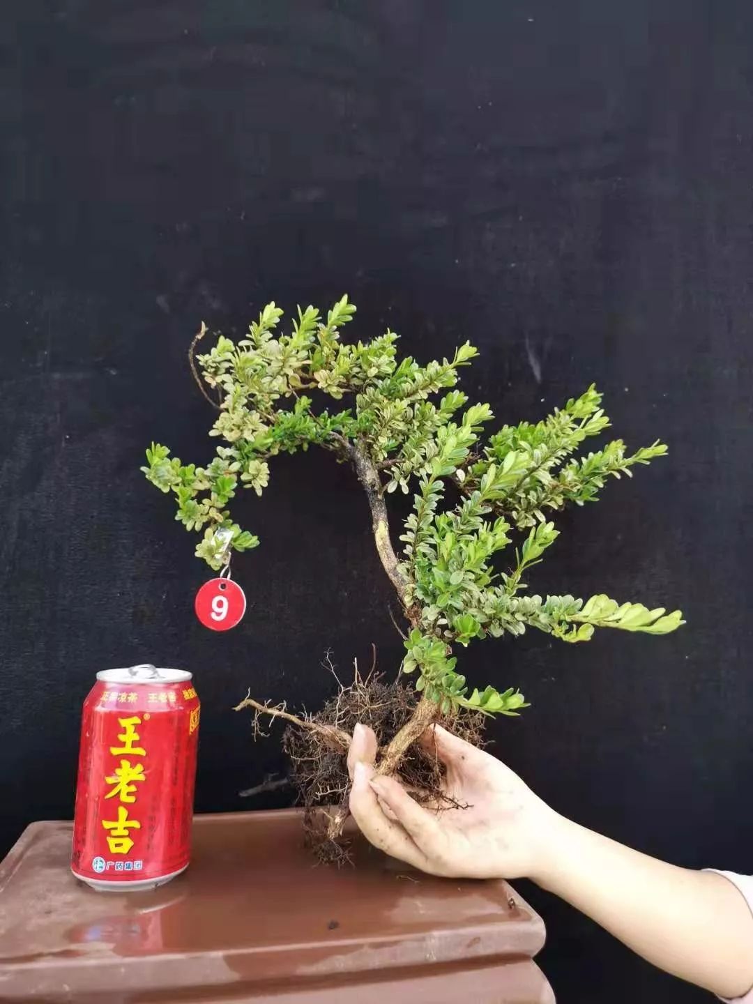 养一棵黄杨配你慢慢变老