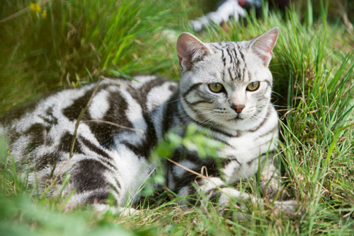 养宠经验 夏天美短不爱吃饭不爱动还瘦 猫咪