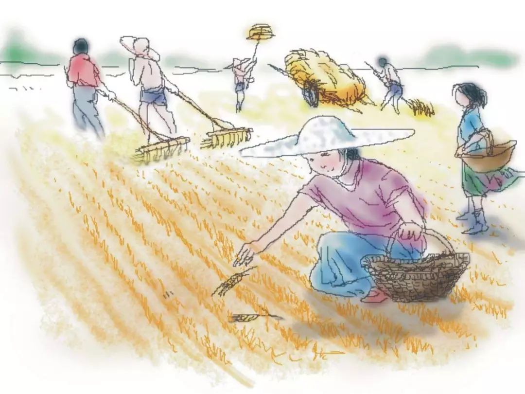 的学生每周的劳动课便是参加生产队里安排的义务农动—帮助干农活