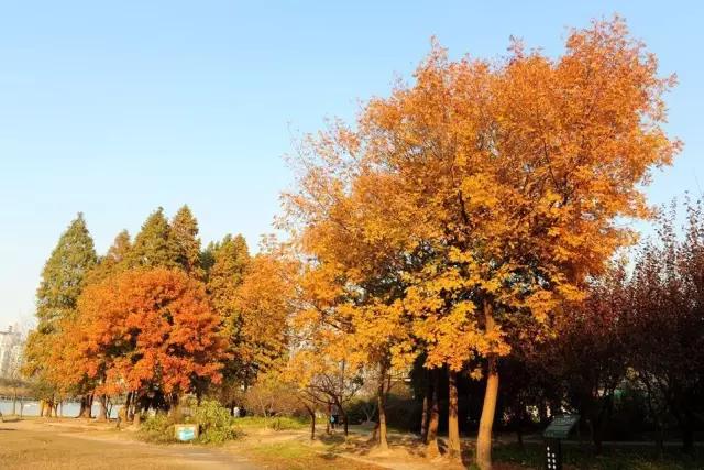 必赢平台200种常见植物教你认识（上）(图86)