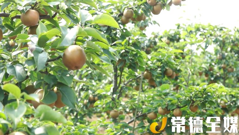 汉寿有多少人口_汉寿有美小镇