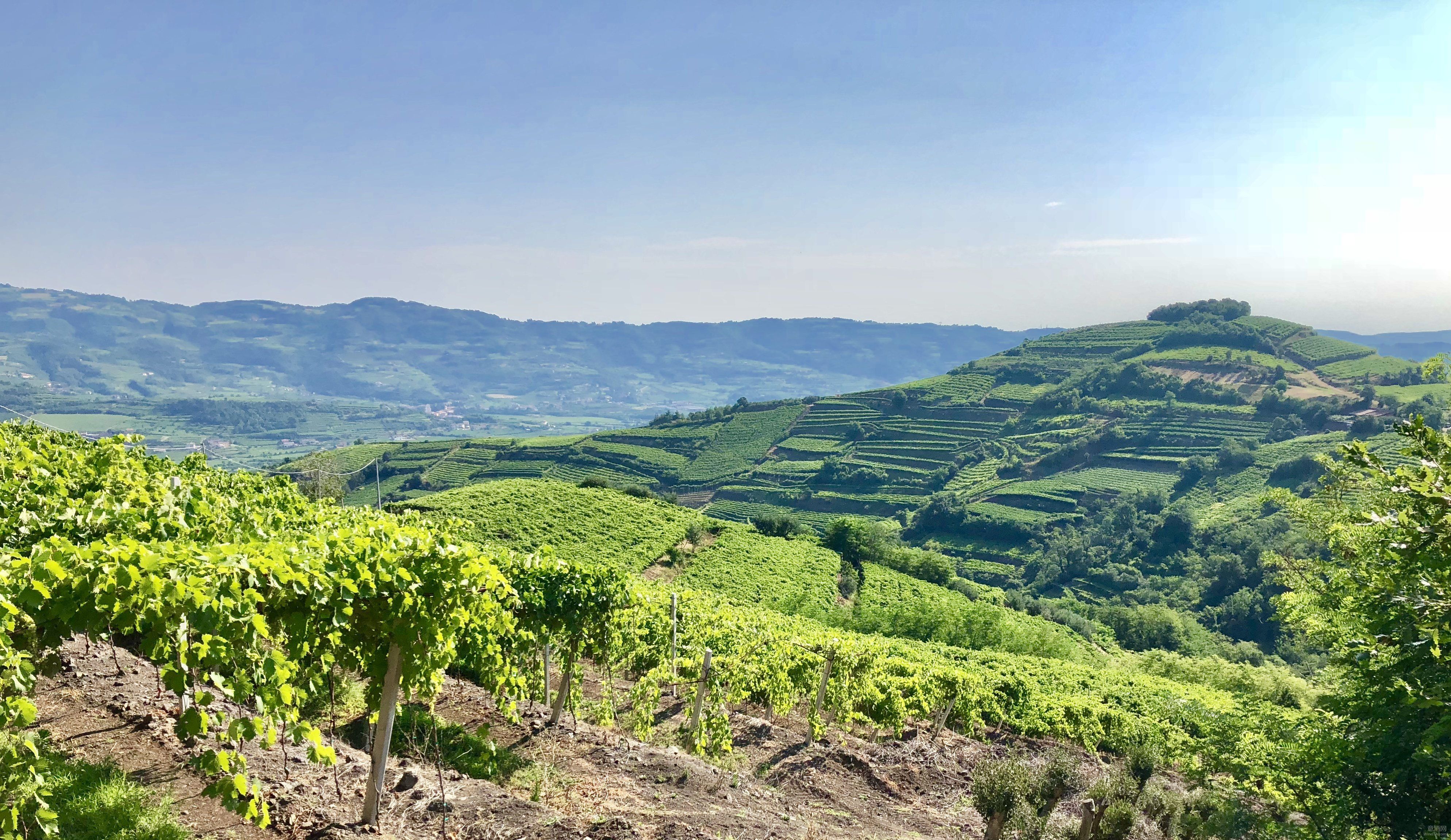 园依次是:castelcerino,colombia froscà,fittà,foscarino,volpare