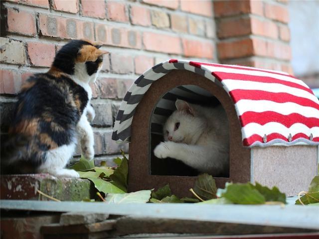 流浪猫在雨季无家可归偶遇铲屎官在为其搭建猫窝满眼都是感激