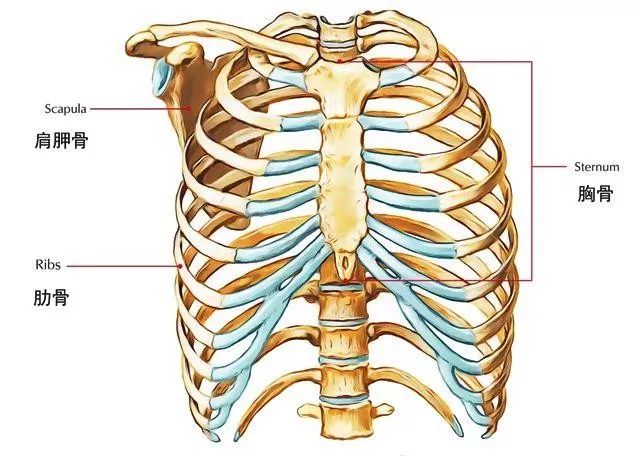 干货| 打开你的胸腔!