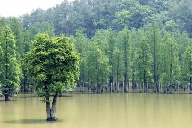 必赢平台200种常见植物教你认识（上）(图36)