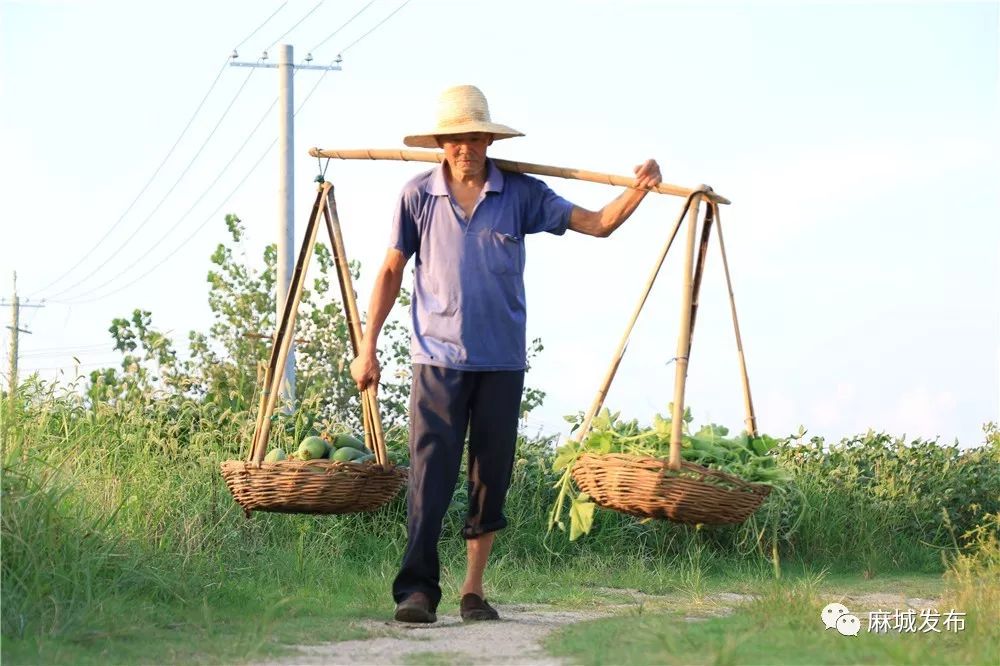 高温下的劳动者致敬麻城大地上挥汗如雨的农民