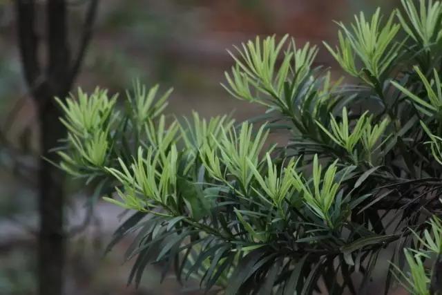 必赢平台200种常见植物教你认识（上）(图9)