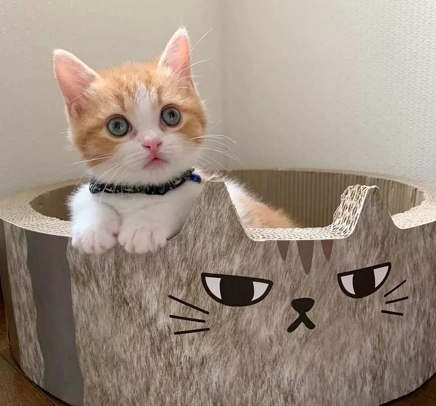 日本一小奶猫成精,睡姿萌化网友:这猫怎么比我