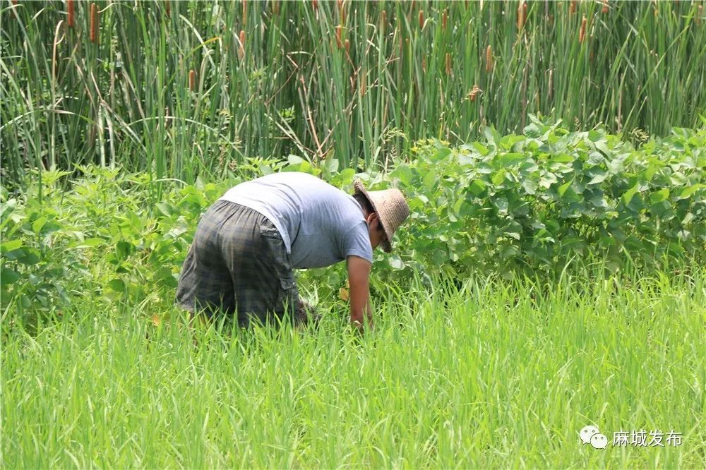 【高温下的劳动者】致敬!麻城大地上挥汗如雨的农民